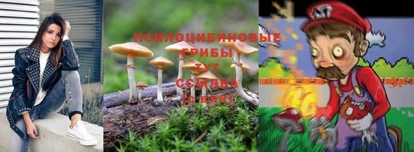 прущие грибы Саяногорск
